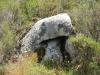 Boletus elutis by Tim Hgele